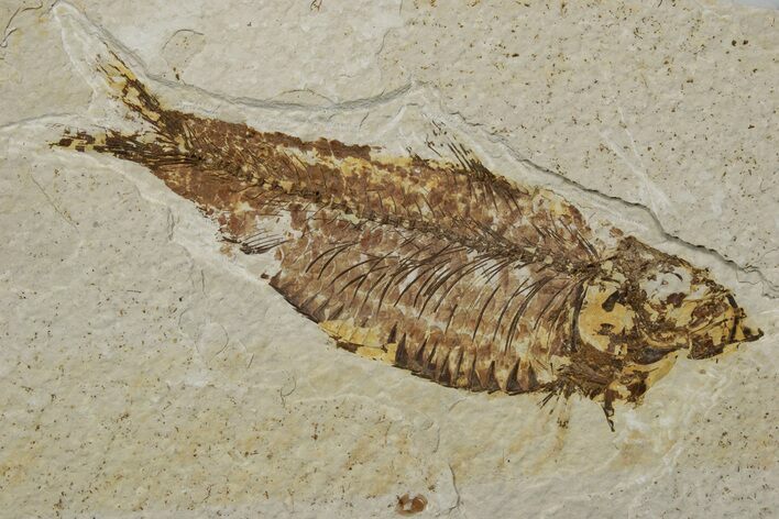 Fossil Fish (Knightia) - Green River Formation #237220